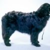 newfoundland dog
