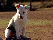 koolie temperament loyal