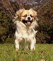 tibetan spaniel x shih tzu