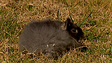 Dwarf Angora Rabbit - Burke's Backyard