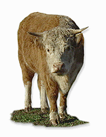 Miniature Herefords Burke S Backyard