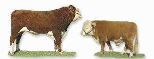Miniature Herefords Burke S Backyard