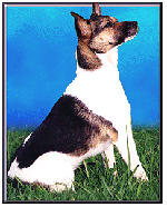 Tenterfield Terrier Dog Breed