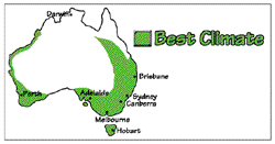 Ornamental Tobacco Burke S Backyard