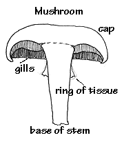 Image result for difference between toadstool and mushroom