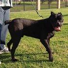 Italian Cane Corso full body photograph