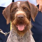 German Wirehaired Pointer