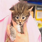 Main Coon Kitten in hands