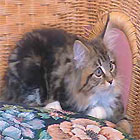 Main coon kitten on chair