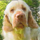 Clumber Spaniel