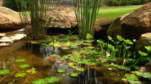 Gardening Australia Frog Pond