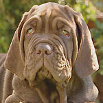 Neo mastiff sales bandog