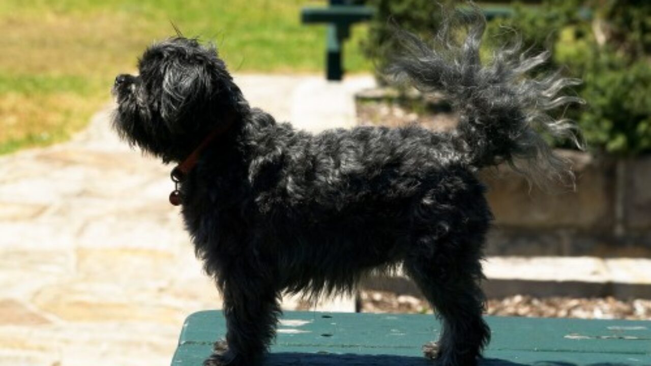affenpinscher dogs