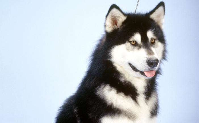 malamute eyes