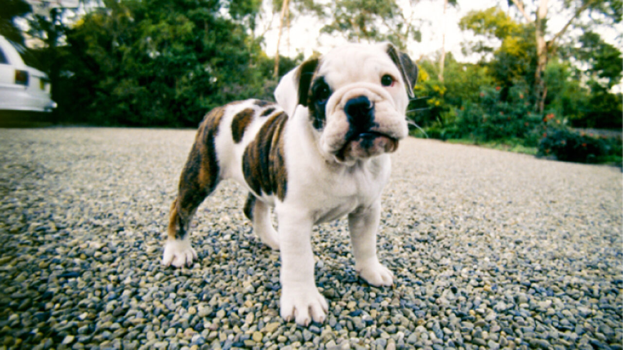 Aussie Bulldog -