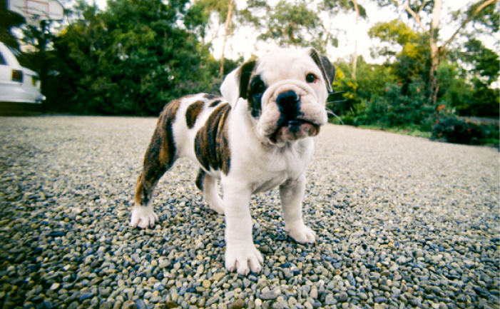 english bulldog aussie mix