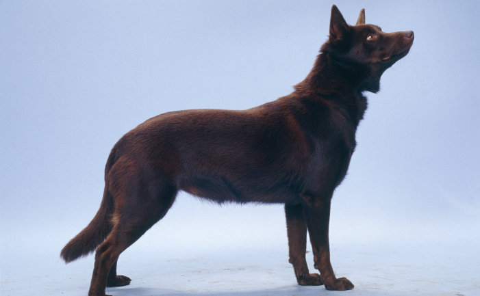 different types of kelpies