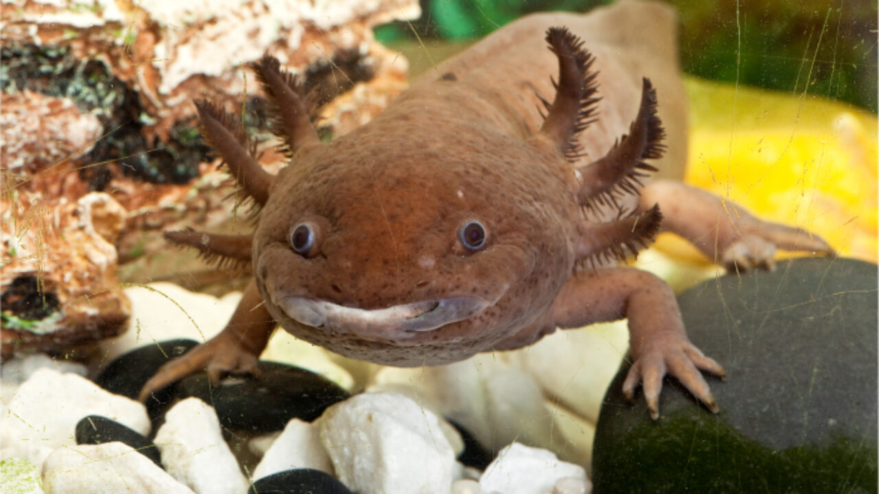 Axolotls Burke S Backyard