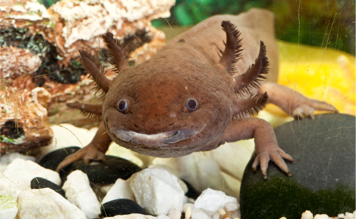 Axolotls Burke S Backyard