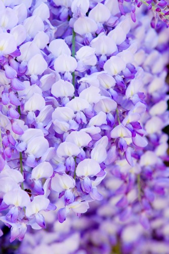 wisteria