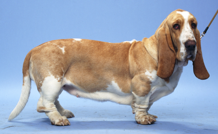 lemon and white basset hound puppies for sale