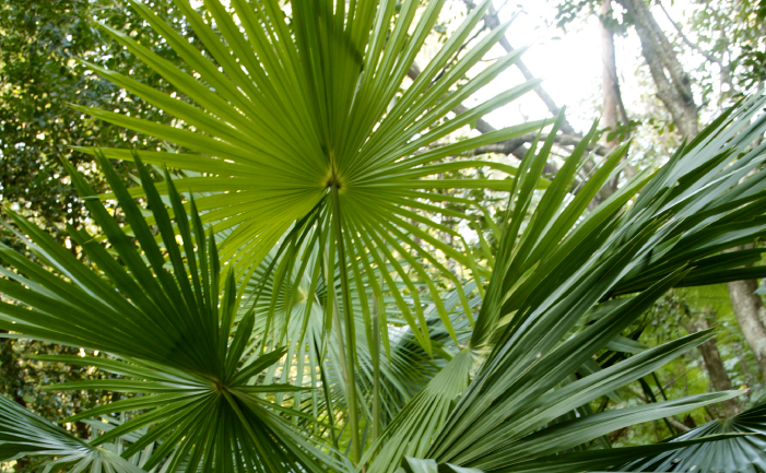 Beach Tropical Garden - Burke's Backyard