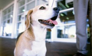 Beagle dog