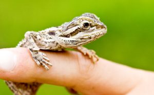 Bearded dragon lizard