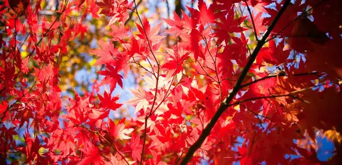 Best Autumn Trees and Plants
