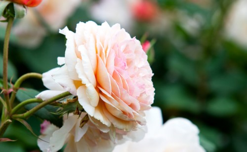 Top 10 Cottage Roses