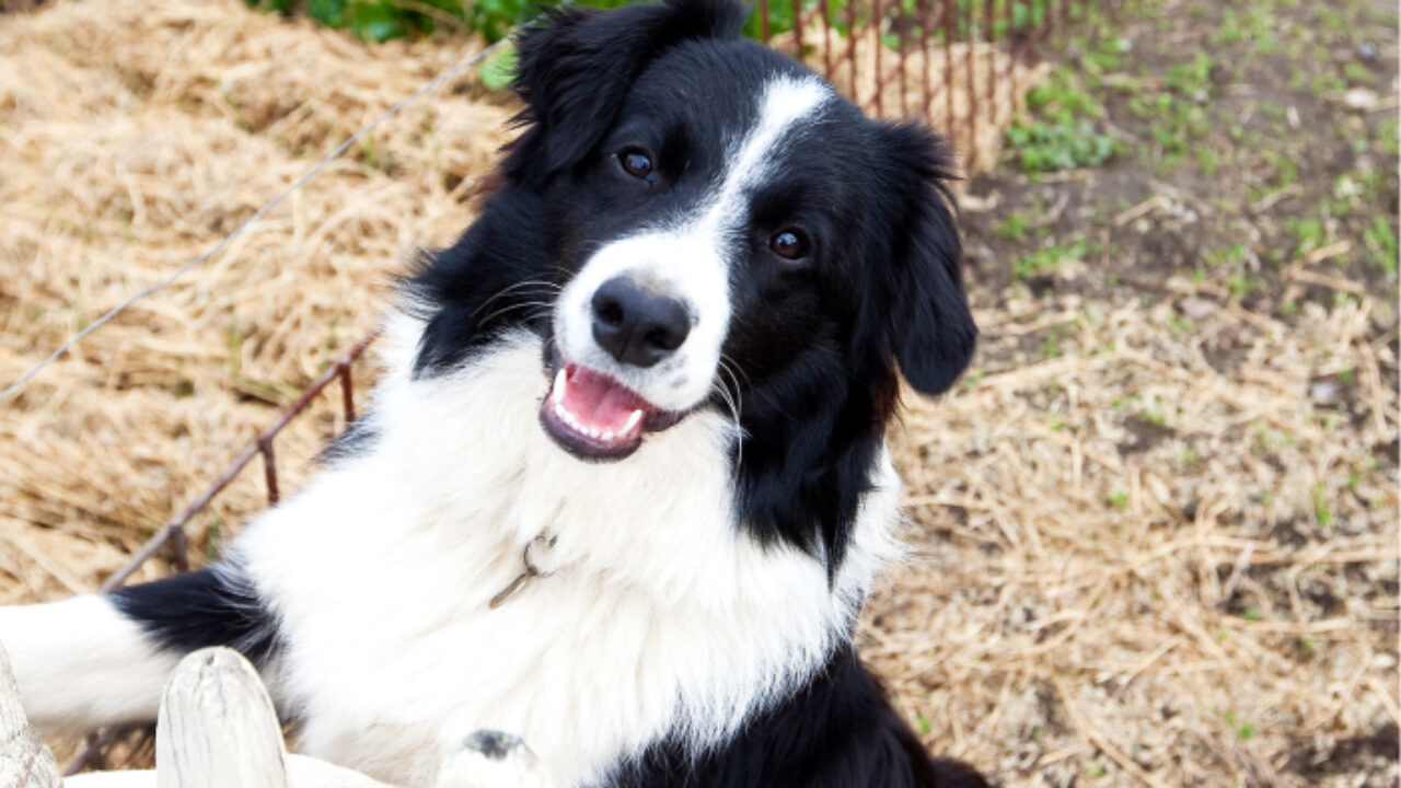 border collie origin