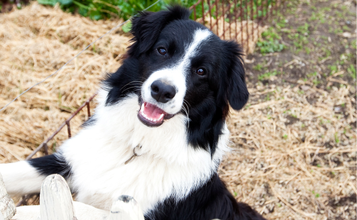 long hair border collie for sale