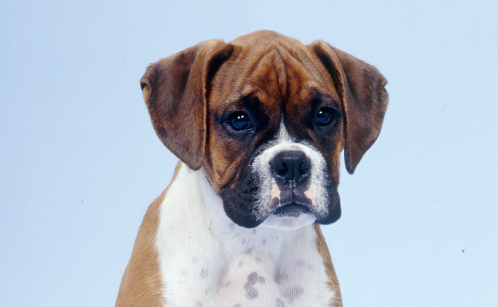 brindle boxer price