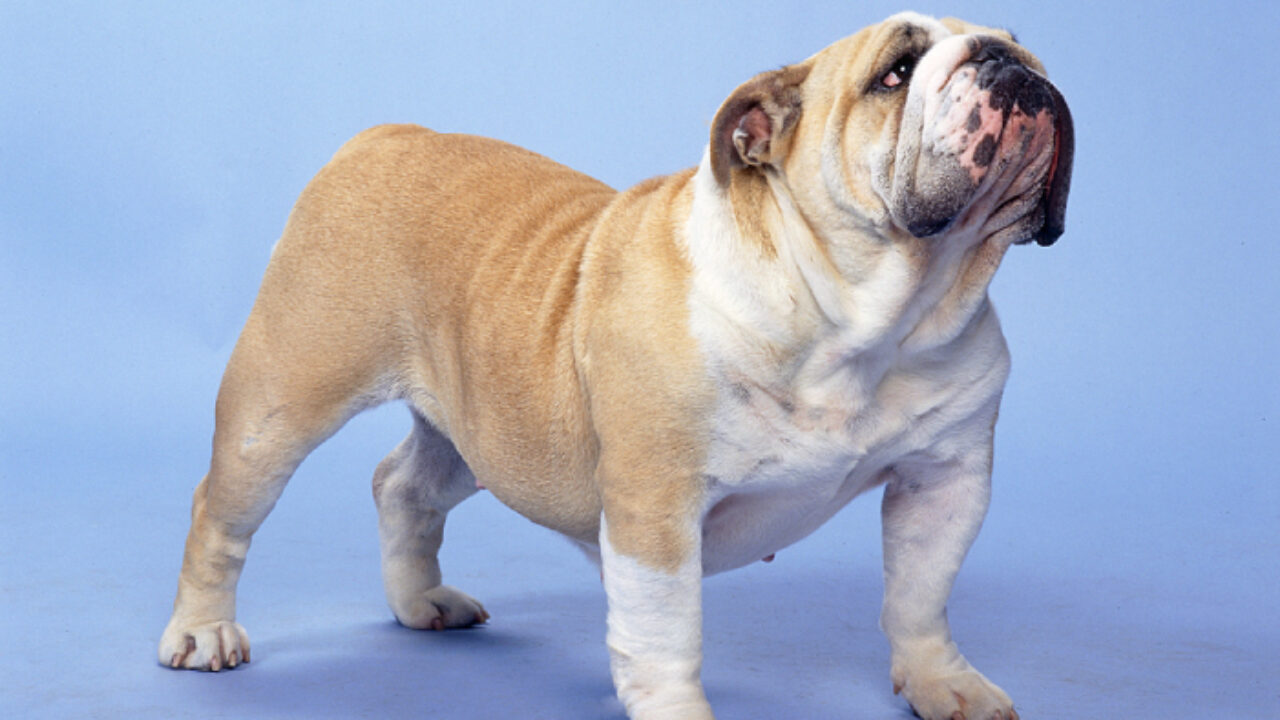 english bulldog winter coats uk