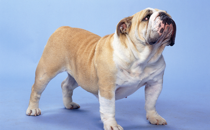 red and white english bulldog