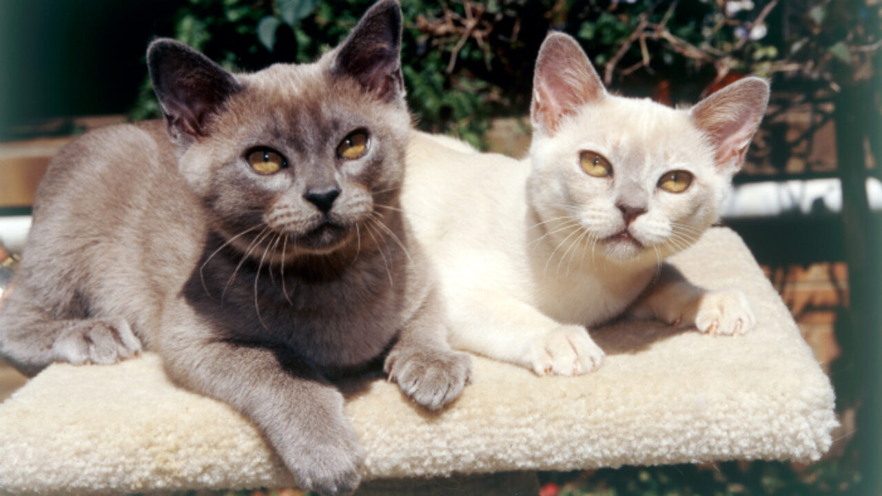 grey burmese kitten