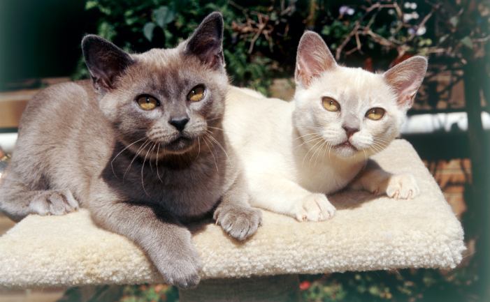 Burmese Cat Colour Chart