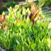 Canna Lily plants