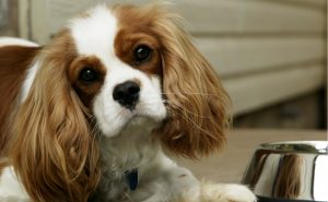King Charles Spaniel dog