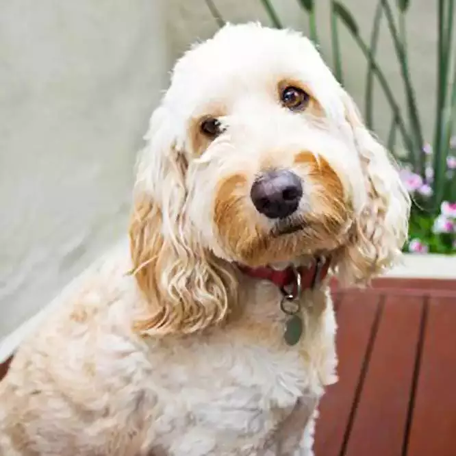 Golden Cavoodle Dog