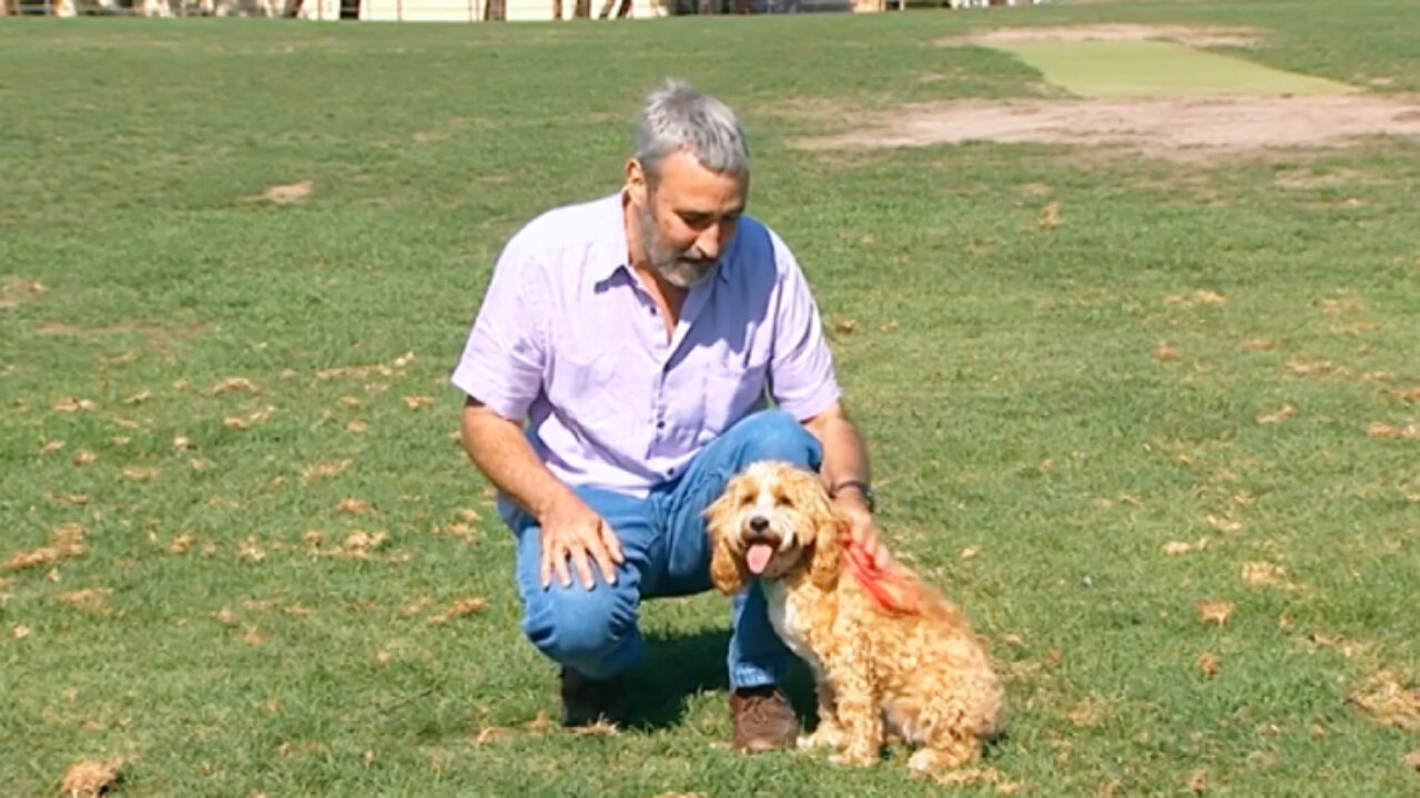 cavoodle plush toy