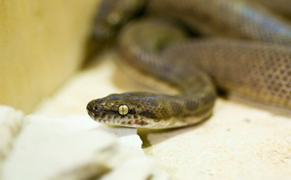 Children's Python - Burkes Backyard