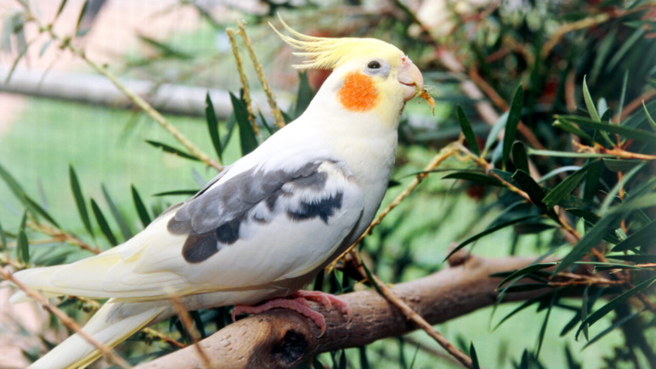 australian cockatiel bird