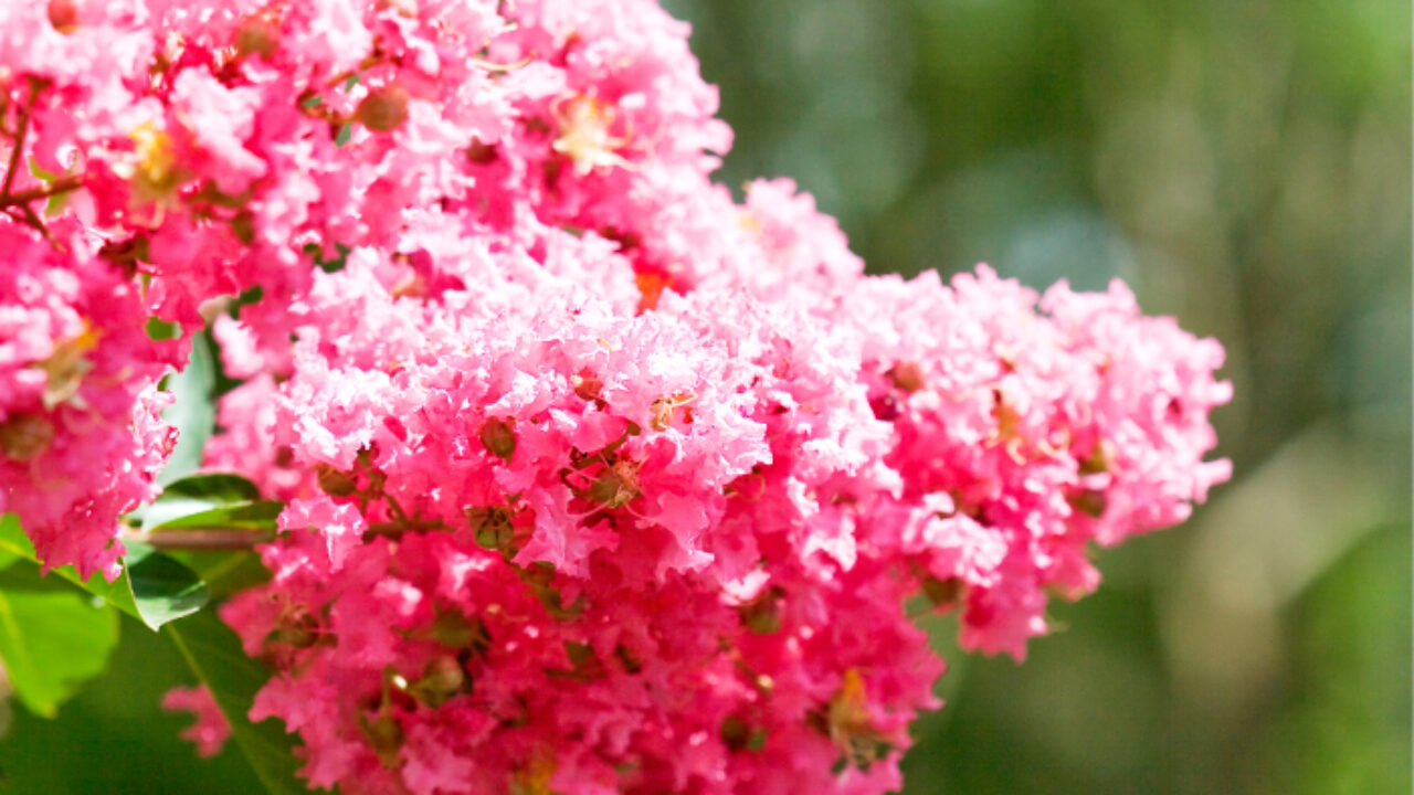 Crepe Myrtle Burke S Backyard