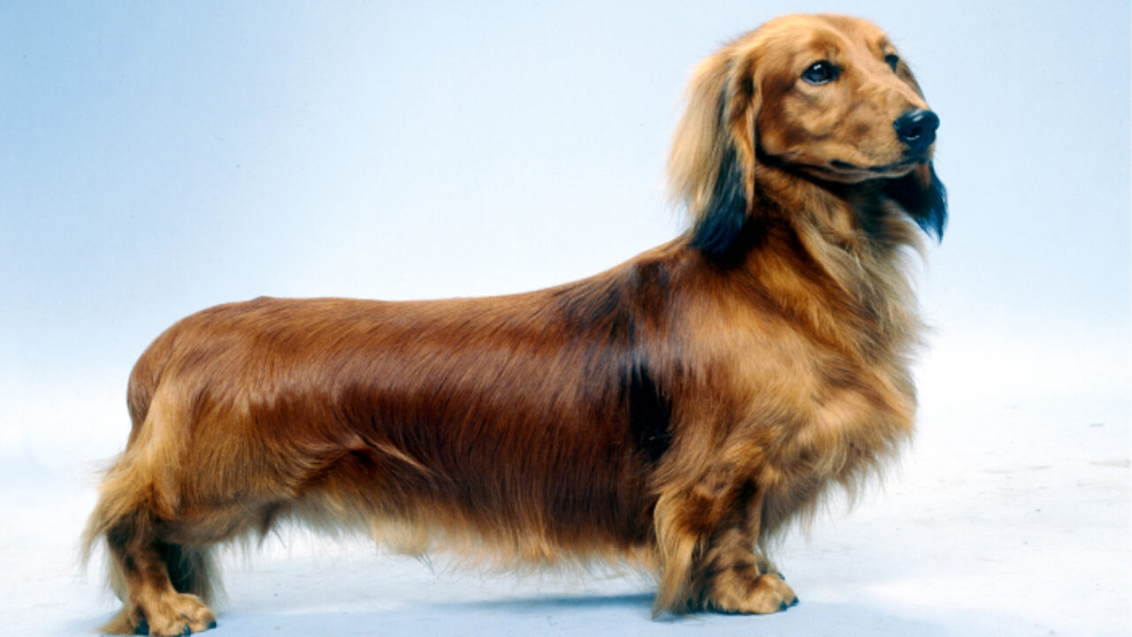 dachshund going up stairs