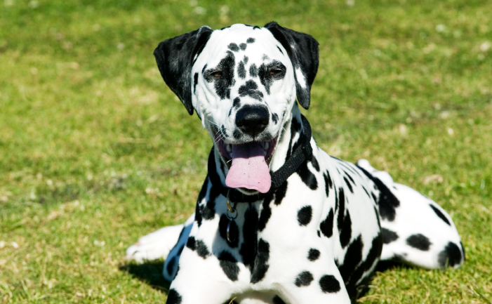 Dalmatian Dog - Burke's Backyard