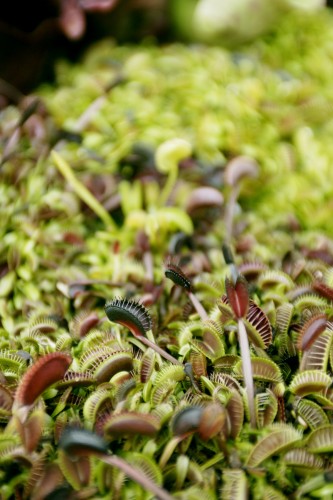 Dionaea muscipula
