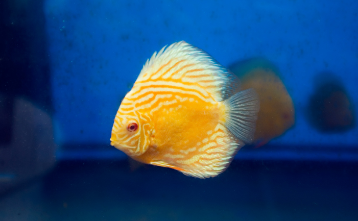 Discus Fish Types Chart