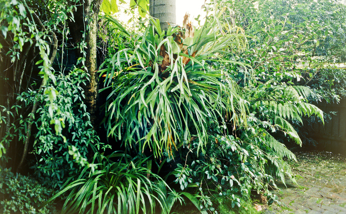 Dividing an Elkhorn - Burke's Backyard