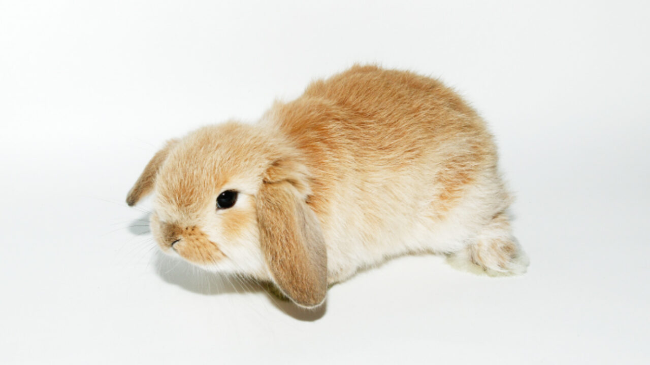 Dwarf Lop And Mini Lop Rabbit Burke S Backyard